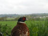 ring_necked_pheasant