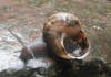 snail_with_upsidedown_shell