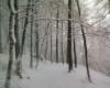snowy_treessnowy_trees