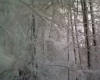 snowy_trees